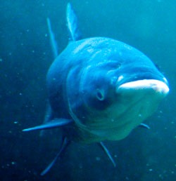 asiancarp