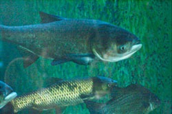 asian carp