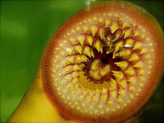 Sea lamprey