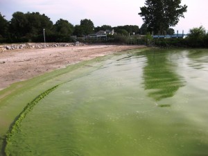 harmful algal blooms / Figure 1: Harmful algal bloom on the shore of Catawaba Island, Ohio, in Lake Erie. Harmful algal blooms often produce noxious smelling surface scums and are toxic to humans and wildlife. (Image from 5.)