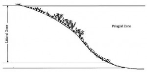 Figure 3: The littoral zone of lakes encompasses the shallow regions where aquatic vegetation can attach and grow. The pelagic zone encompasses the deeper areas of lakes where phytoplankton dominate. Modified from 6. lake shape