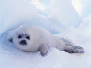 lake temperature and ice / The Baikal Seal is the only freshwater species of seal on the planet. It depends on ice to build shelters on Lake Baikal, but climate change is rapidly reducing the duration of ice cover on the lake. (Image from 5).
