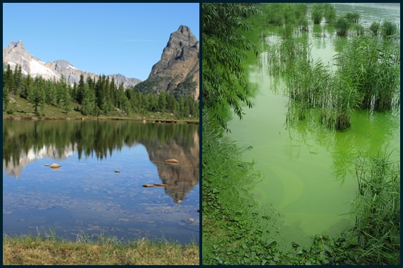 eutrophication / Hungabee Lake (left), in the Canadian Rockies, is a crystal clear blue lake. In contrast, Lake Taihu (right) in China is considered a highly eutrophic lake; note its bright green color