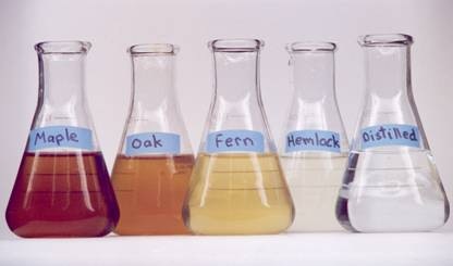 The beakers in this photo highlight how different sources of CDOM can vary widely in color. CDOM imparts a brown or yellowish hue to many lakes. (Image from Craig Williamson.)