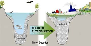 The process of eutrophication can be both natural and human-induced. Natural eutrophication, where the basin gradually fills in from nutrient and sediment inputs, occurs over long time periods – on the order of centuries. Human-induced, or cultural eutrophication, occurs on a much shorter time scale (decades) as a result of human disturbance and nutrient inputs.