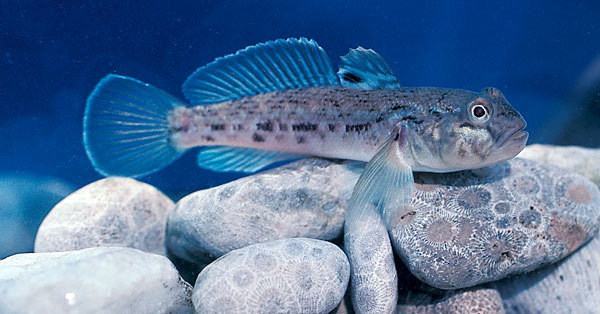 A round goby.