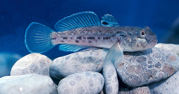 http://www.lakescientist.com/wp-content/uploads/2010/04/roundgoby.jpg