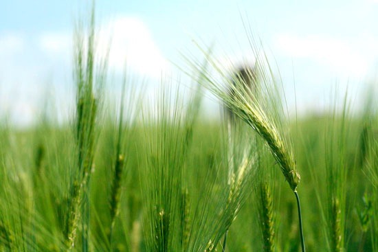 Recent research shows that leaving the straw residue from small grain crops, such as barley, on agricultural plots can help reduce the amount of nitrogen that leaves the system and leaches into the ground.