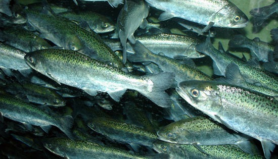 Chinook salmon