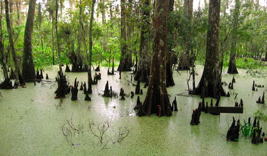 Louisiana Wetlands