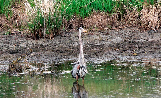 A Great Blue Heron at Magee Marsh in northern Ohio.