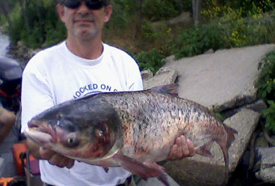 A fisheries biologist with the Illinois Department of Natural Resources holds a bighead carp caught beyond the electric barrier in Chicago’s waterways. The fish was caught during routine fish sampling on June 22.