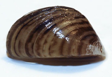 A zebra mussel