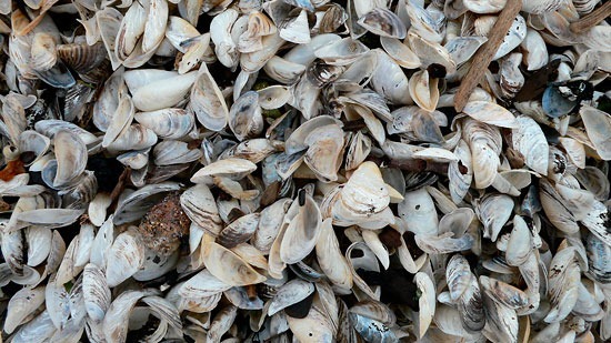 Zebra mussels