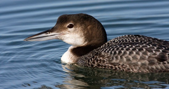 common loon feet. Ten common loons (Gavia immer)