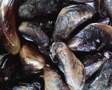 Golden mussels