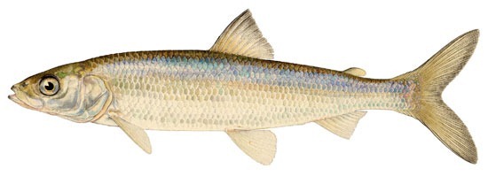 Lake herring (Coregonus artedii), or ciscoes