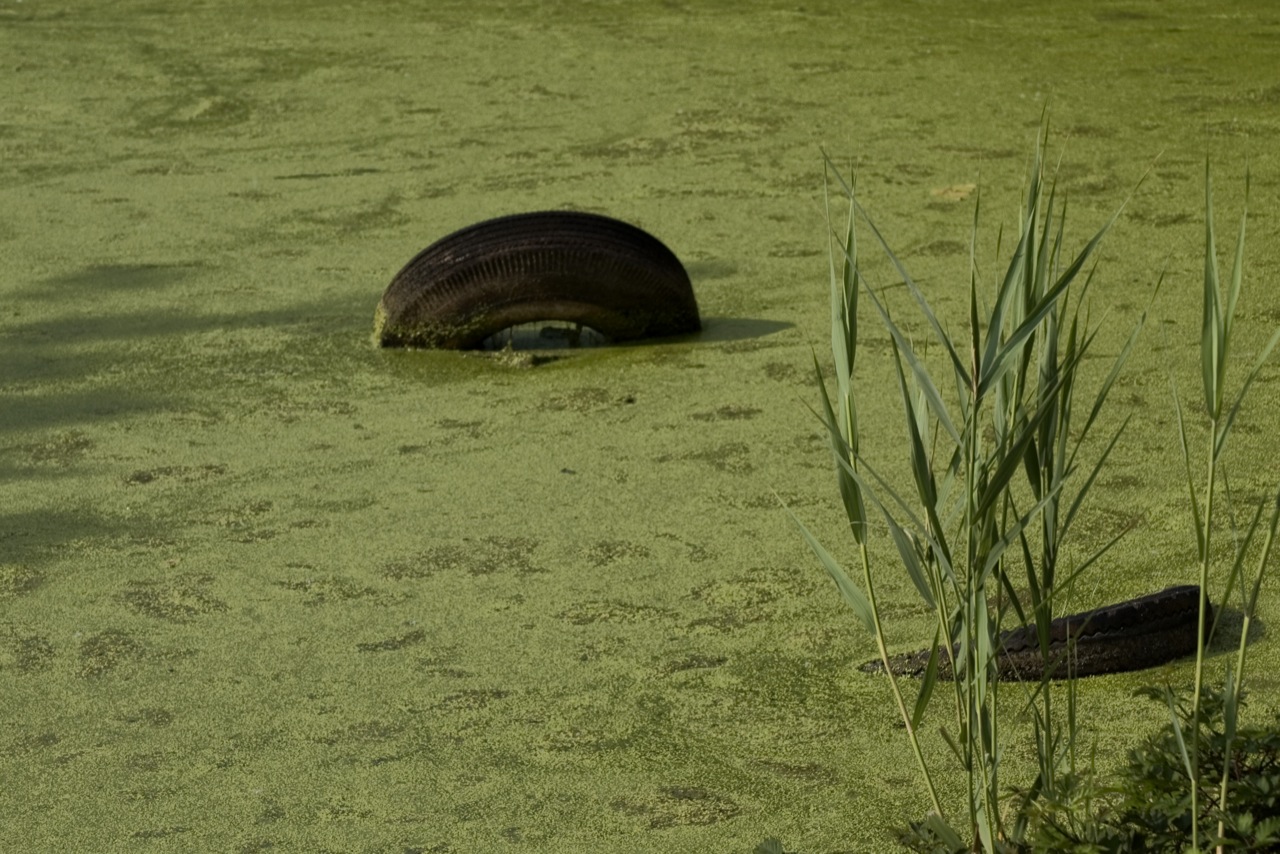 Toxic algae, or cyanobacteria, fills a pond.