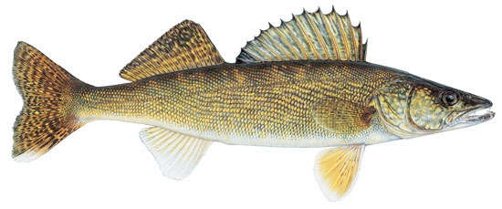 Walleye