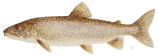 Lake Michigan trout still not rebounding, despite multi-million-dollar  recovery effort - Lake Scientist