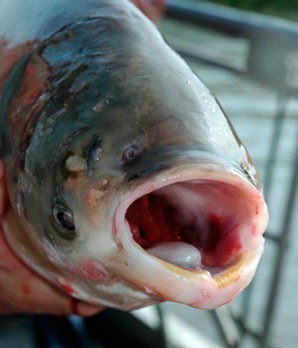 Bighead carp added to injurious wildlife list - Lake Scientist