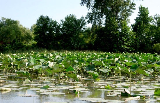 Great Lakes wetland