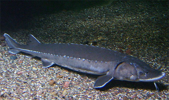 Lake Sturgeon