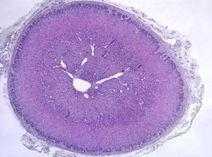 Cross section of an adrenal gland from a sheep fetus. Exposure to PCB through fetal life caused changes in adrenal cortex thickness and its ability to produce the stress hormone cortisol.