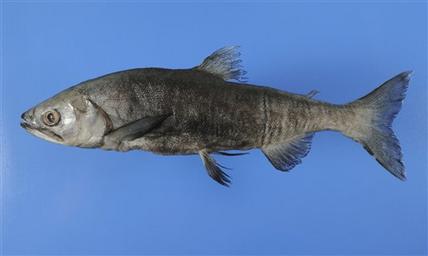 The black kokanee, or "kunimasu."