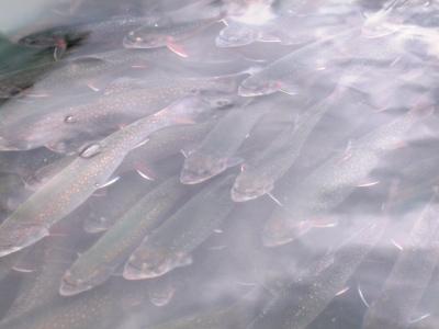 This image shows Brook trout similar to those affected by anti-depressants in Montreal's river water.