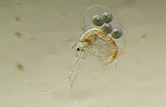 Holopedium, one of several species of zooplankton commonly found in freshwater lakes.