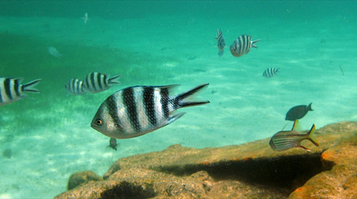 A recent study of zebrafish in Lake Erie indicates that blue-green algae produce a potential endocrine disruptor.