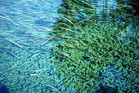 Hydrilla plant