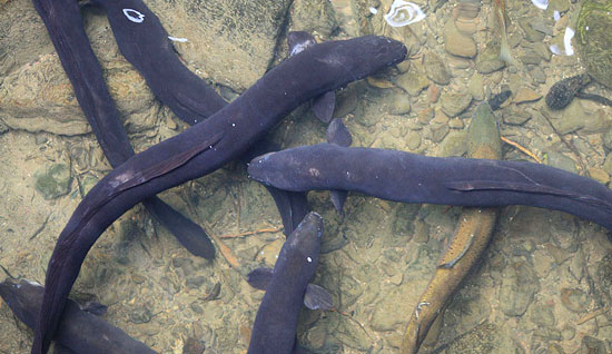 A group of longfin eels.