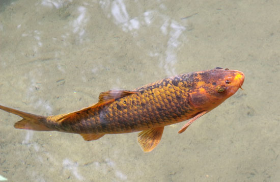 Koi carp