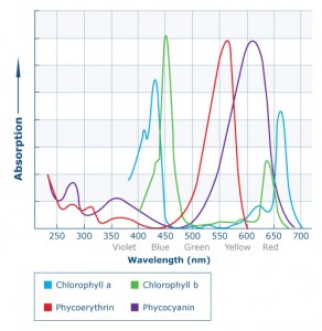 biological sensors / Fluorescence is used to identify chlorophyll, phycocyanin, and phycoerythrin. These compounds absorb light at specific wavelengths and reemit light at specific longer wavelengths in a process called fluorescence. (Image adapted from NSW Department of Commerce)