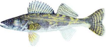 saugeye