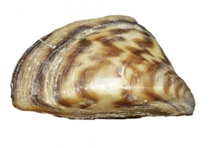 zmussel-300x210.jpg