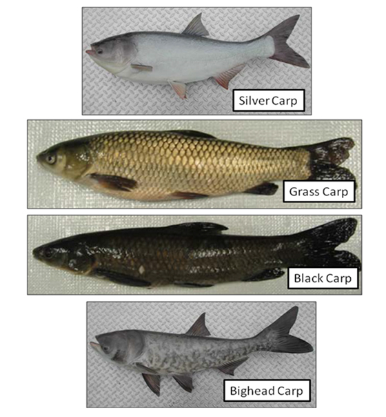 Asian Carp - Lake Scientist