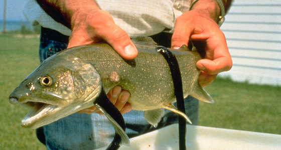 sea lamprey