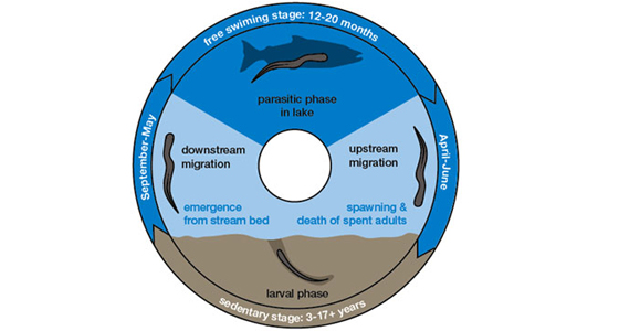 sea lamprey life cycle