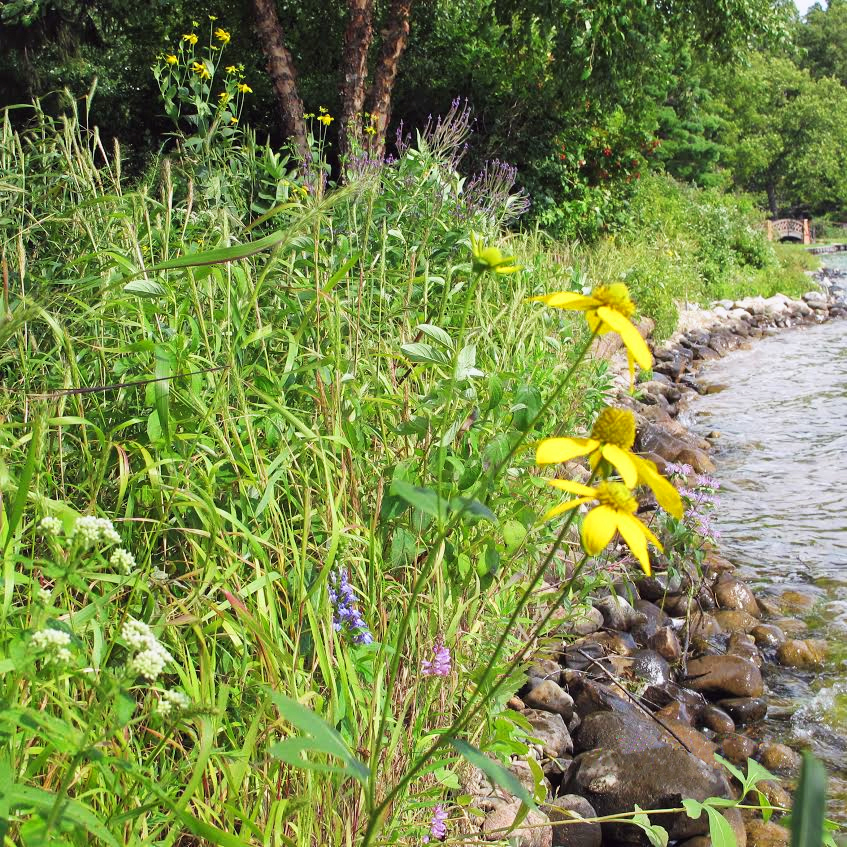 traditional soil lifts A section of shoreline in summer, study year 3