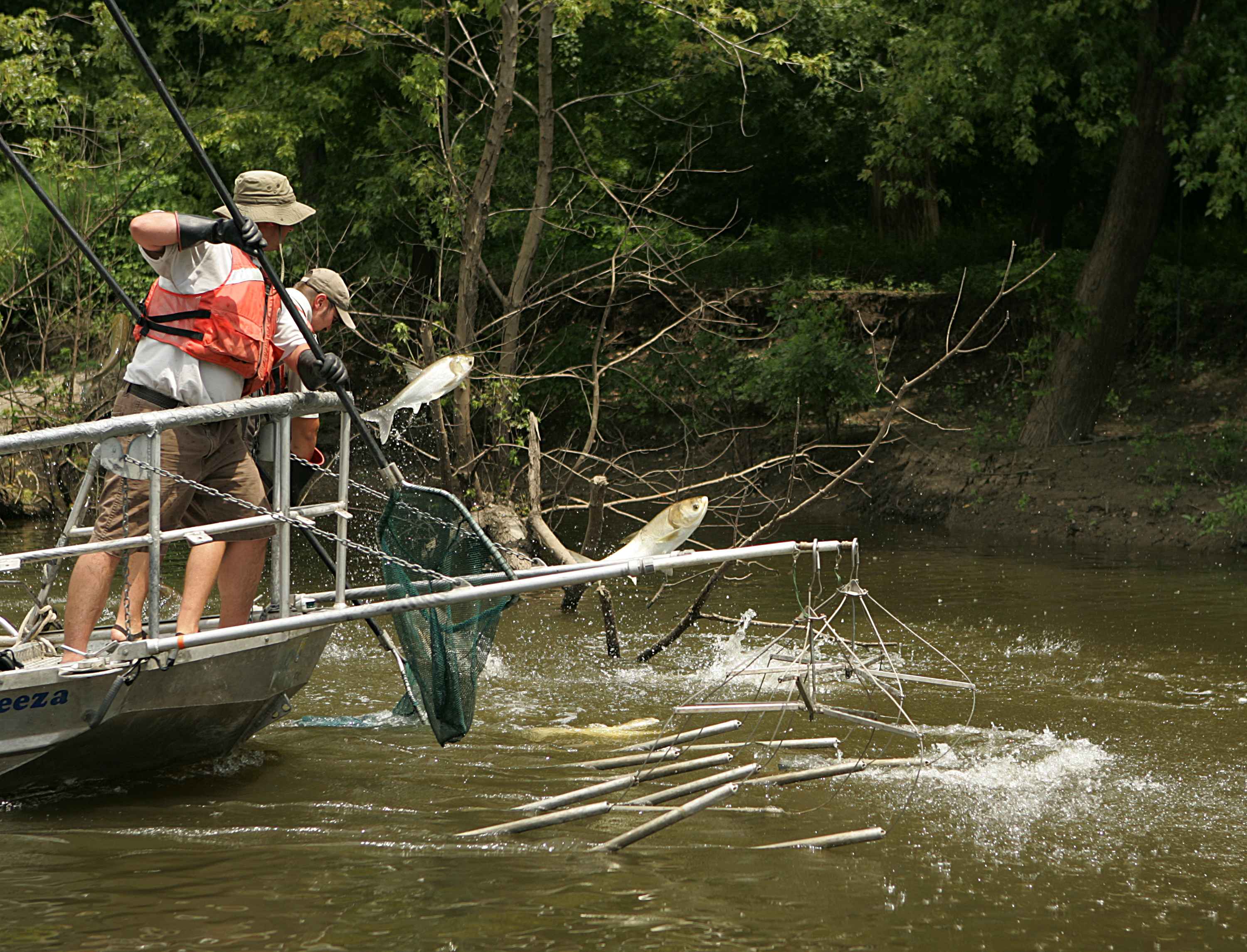 Electrofishing for the asian carp invasive species