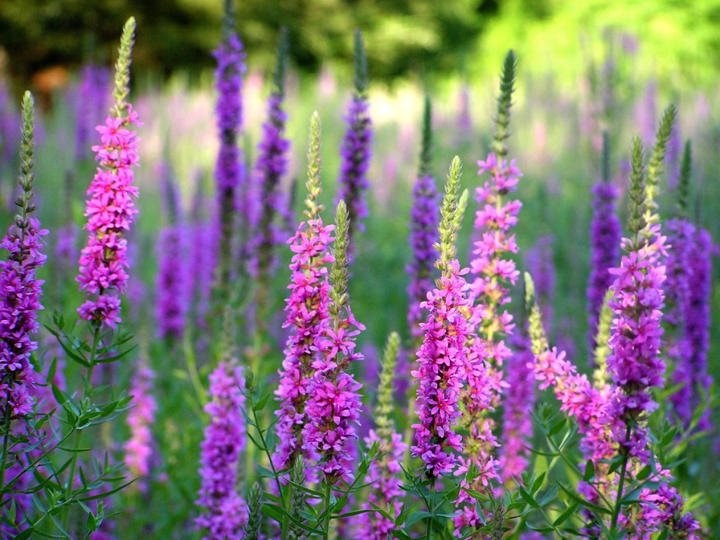 purple loosestrife