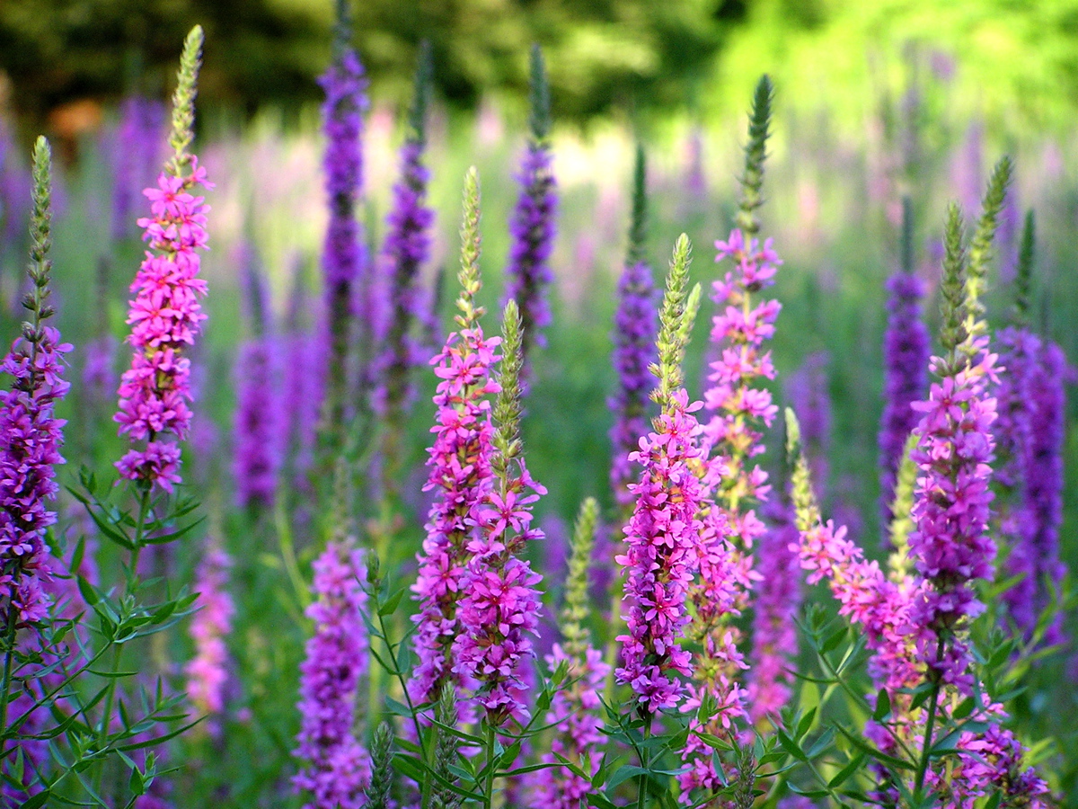 a pink, tall purple loosestife plant