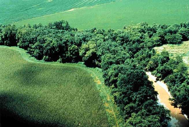 Riparian strip in Putnam County, Ohio