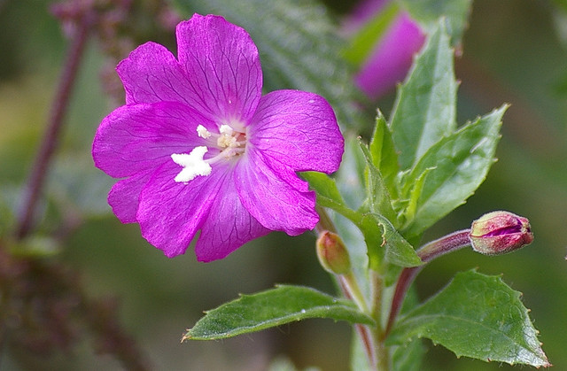 hairy willow herb