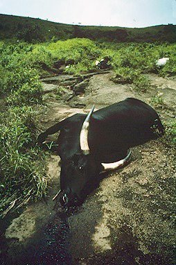 Cow_killed_by_Lake_Nyos_gasses