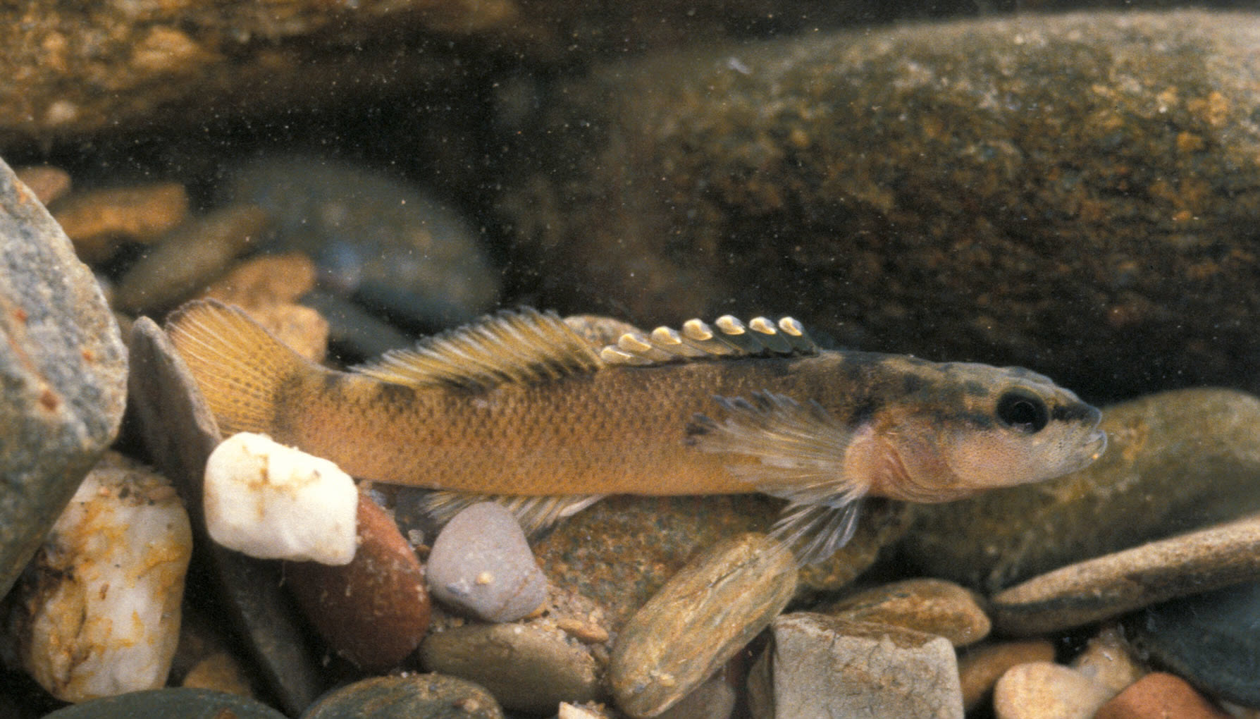 Etheostoma_percnurum_duskytail_darter