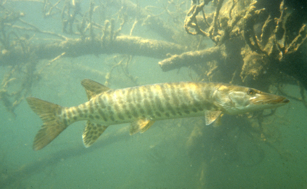 musky_woody_habitat_wisconsindnr